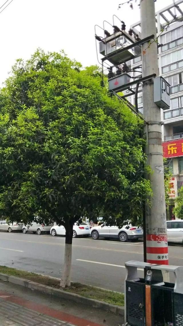 被樹木遮擋的干式變壓器 被樹木遮擋的干式變壓器